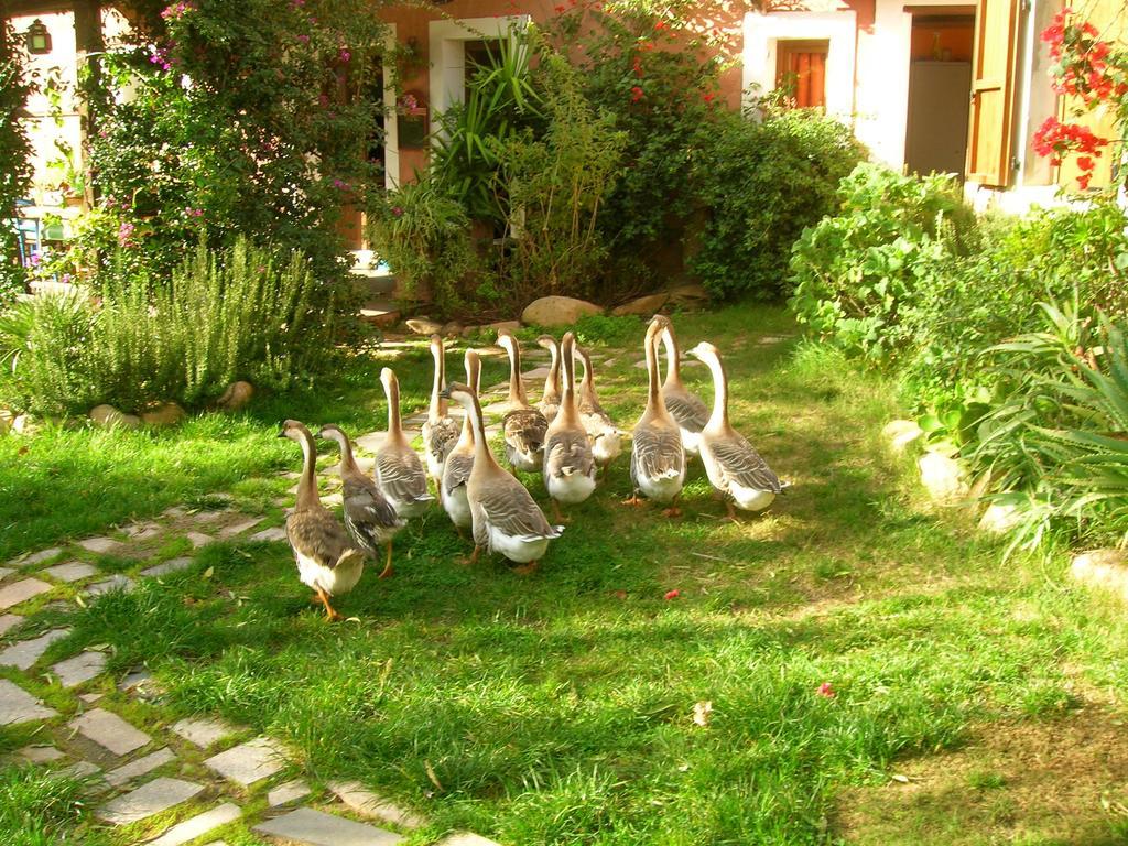 Villa La Fattoria Delle Tartarughe San Gregorio  Exterior foto